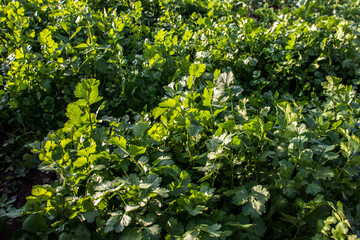 cilantro Coriander Herb leaves detail in a garden irrigated by sprinkling in a family farm in Brazil