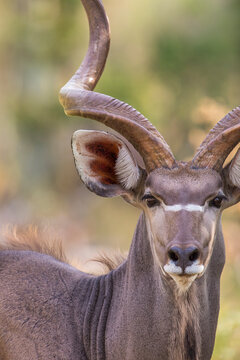 Portrait of greater kudu