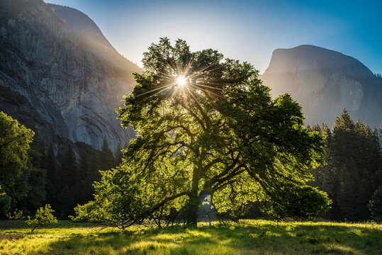 View of oak tree in Cooke's Meadow with Half Dome in background