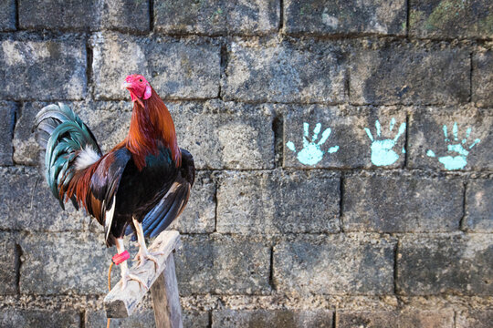 Rooster perching on wooden post