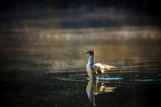 Common merganser flapping wings in water