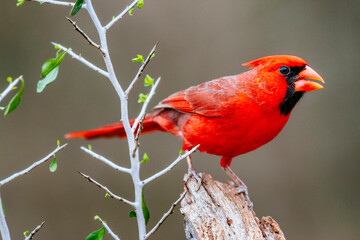Close up of northern cardinal perching on tree