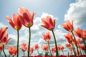 View of tulip flowers against sky