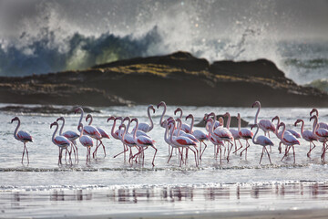 Flock of greater flamingos on beach