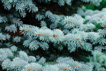 Blue spruce background. Coniferous tree. Nature, Christmas, New Year, seasonal concept. Selective focus.	