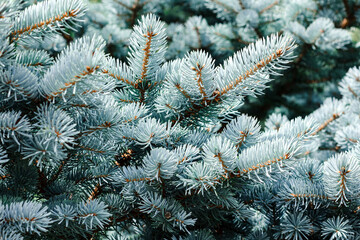 Blue spruce background. Coniferous tree. Nature, Christmas, New Year, seasonal concept. Selective focus.	