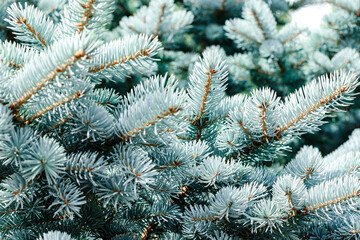 Naklejka na ściany i meble Blue spruce background. Coniferous tree. Nature, Christmas, New Year, seasonal concept. Selective focus. 