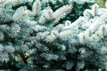 Blue spruce background. Coniferous tree. Nature, Christmas, New Year, seasonal concept. Selective focus.	