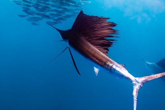 Sailfish chasing group of sardines in sea