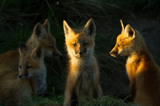 Red Fox Kits Sitting On Grass