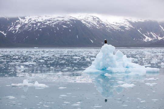 View of eagle perching on glacier