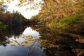 Scenic view of river and forest during autumn