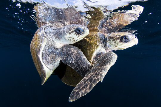 Olive ridley sea turtles mating in sea