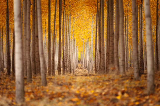Scenic view of autumn trees in forest