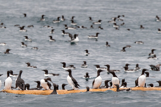 Common murres perching on driftwood in Kenai Fjords National Park