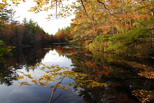 Scenic view of river and forest during autumn