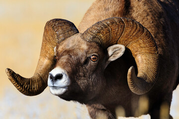 Close up of bighorn sheep