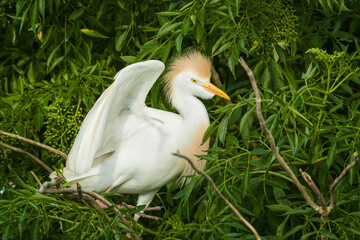 Cattle egret in mating plumage lifting wing to take flight