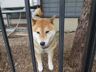 柵の中の飼い犬