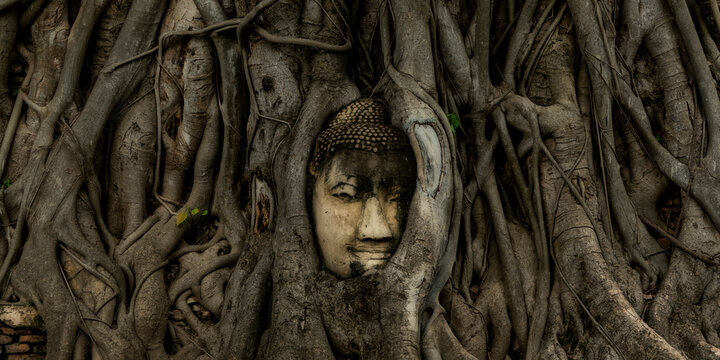 Buddha head in tree growing at Wat Mahathat