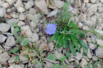 the blue flower grows on a gravelly surface