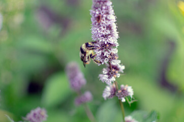 bumblebee on a flower close-up .blurry background.