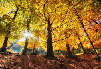 Sun rays through autumn trees. Natural fall landscape in the forest. Fall forest and sun as a background. Fall - image