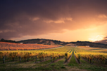 View of vineyard against sky during sunset