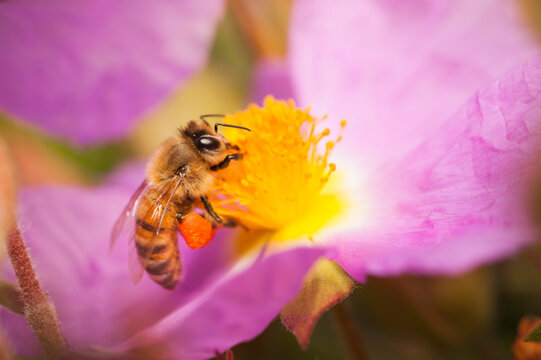 Close up of honey bee pollinating flower