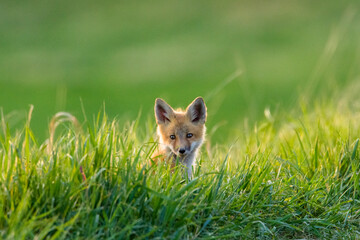 Portrait of red fox kit sitting on grassy landscape