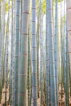 View of bamboo trees in Arashiyama Bamboo Grove