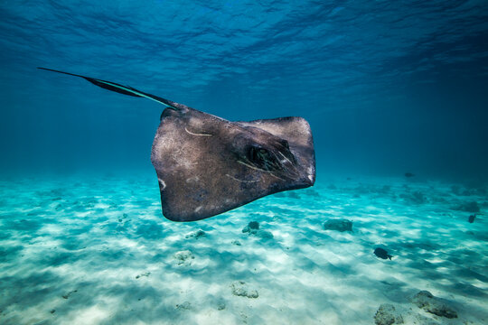 Southern stingray swimming underwater