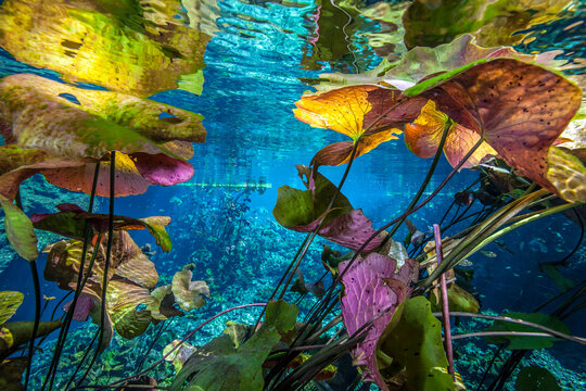 Water lilies on surface of cenote, Mexico