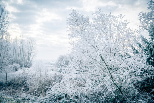 Frosty Jerry Sulina Park in Maple Ridge, British Columbia, Canada