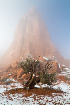 Juniper tree covered with ice in Arches National Park, Utah