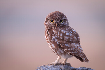 Portrait of little owl perching on stone