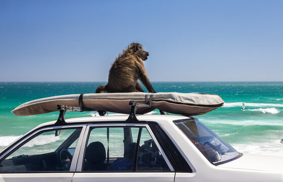 Baboon sitting on surfboard on top of car