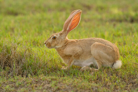 Arabian hare on tended lawn