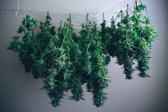 Marijuana hanging to dry on net