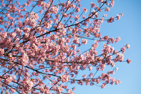 Close up of cherry blossom flowers