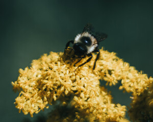 bee on yellow flower