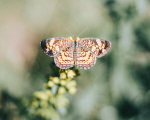 butterfly on a flower