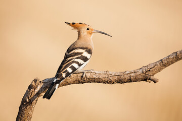 Common hoopoe perching on branch in Lleida Province, Catalonia, Spain