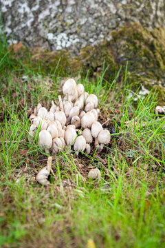 White capped wild Egghead Mottlegill (Panaeolus semiovatus) mushrooms on woodland floor. Wild forest fungi growing next to tree.