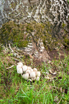White capped wild Egghead Mottlegill (Panaeolus semiovatus) mushrooms on woodland floor. Wild forest fungi growing next to tree.