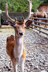 portrait of a Sika deer