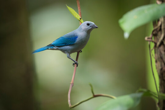 Close up of blue gray tanager perching on branch