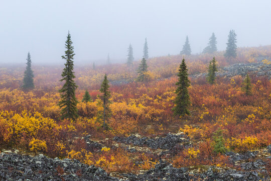 Scenic view of autumn landscape in Tombstone Territorial Park