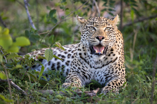 Portrait of leopardess lying on grass