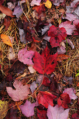 Autumn Red leaf in a leaf pile